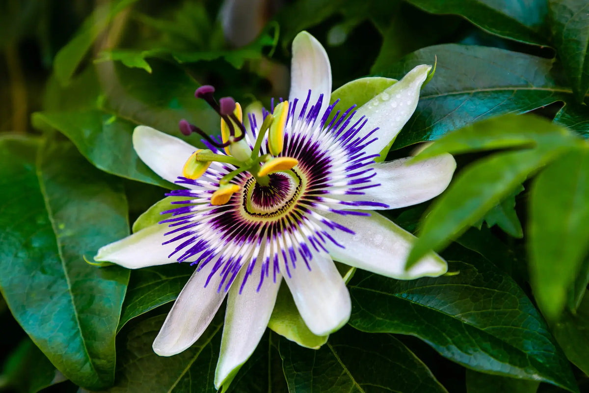 Passionsblumen entdecken – Pflege & Tipps für Zuhause