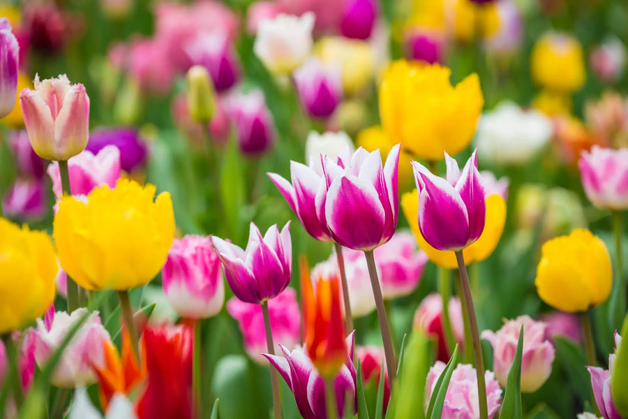 Mehrfarbige Tulpen in Pink, Gelb und Weiß blühen dicht nebeneinander in einem sonnigen Garten.
