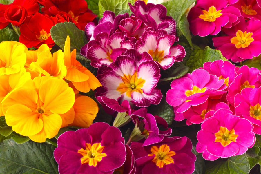Primeln – Pflegetipps & Blütenpracht für Gartenfreunde