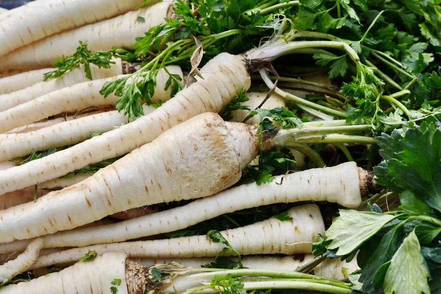 Frisch geerntete Pastinaken mit grünem Laub, dicht nebeneinander auf einem Erntehaufen.