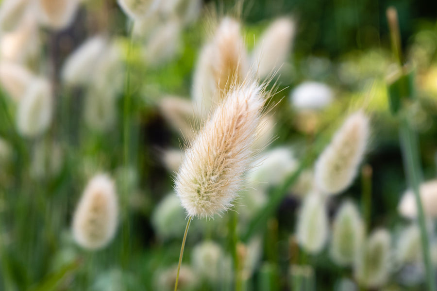 Hasenschwanzgras – Pflegeleichtes Ziergras für deinen Garten