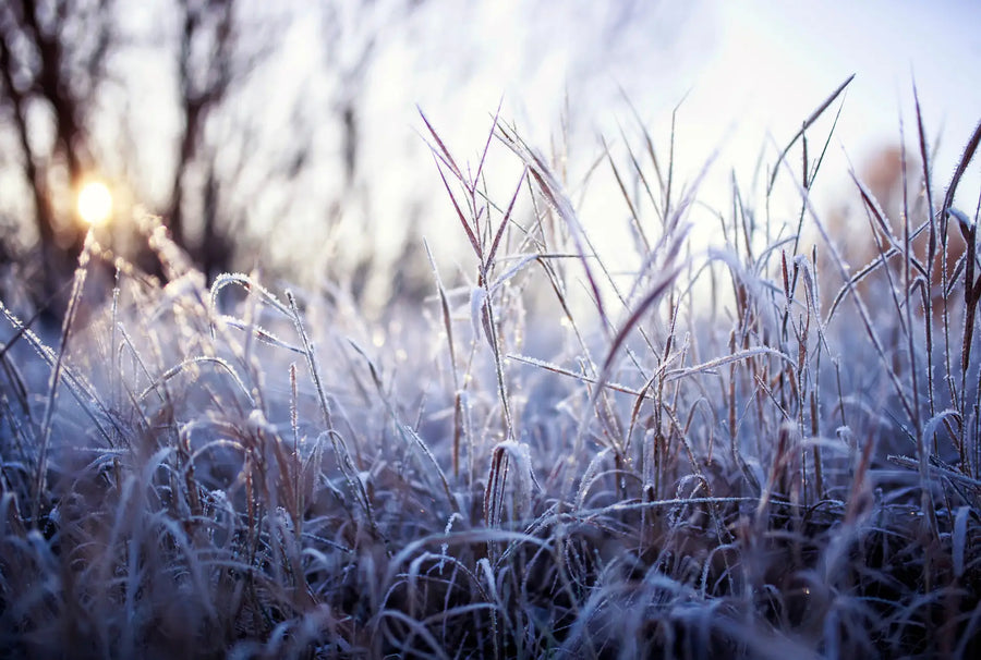Grashalme überzogen mit einer Schicht Frost.