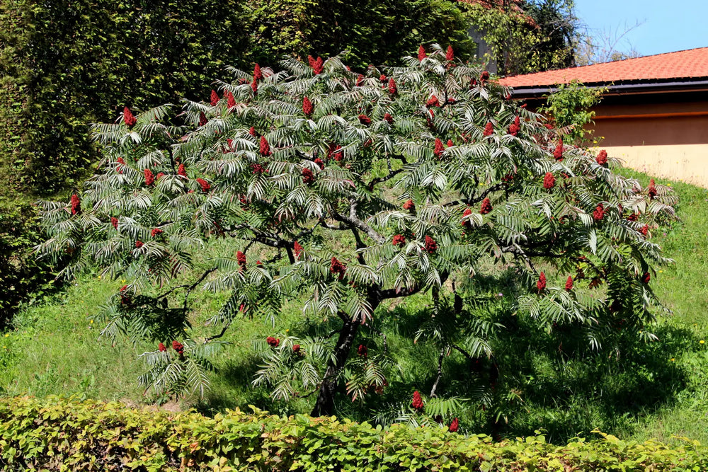 Was ist ein Essigbaum? – Alles Wissenswerte
