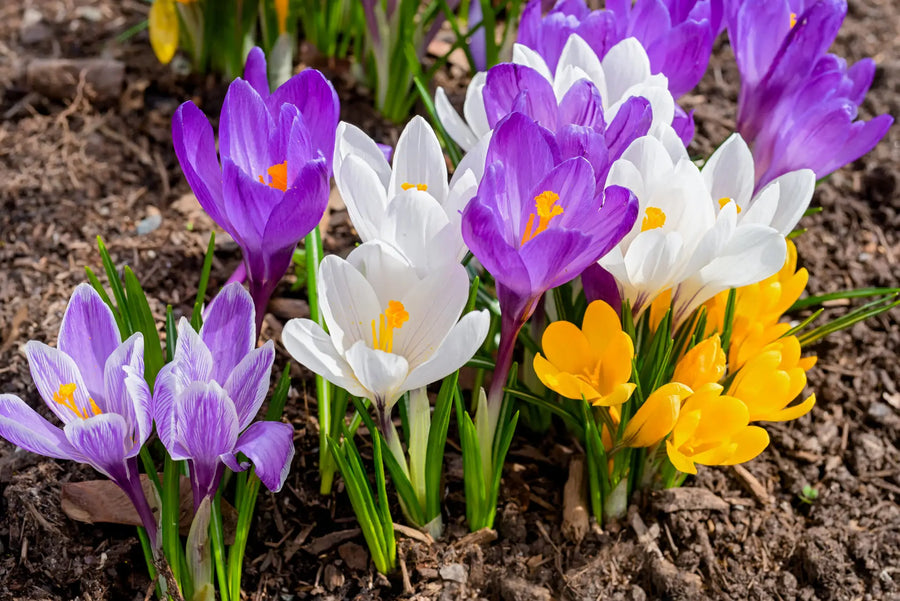 Krokusse: Pflanzzeit, Pflege & Blütezeit
