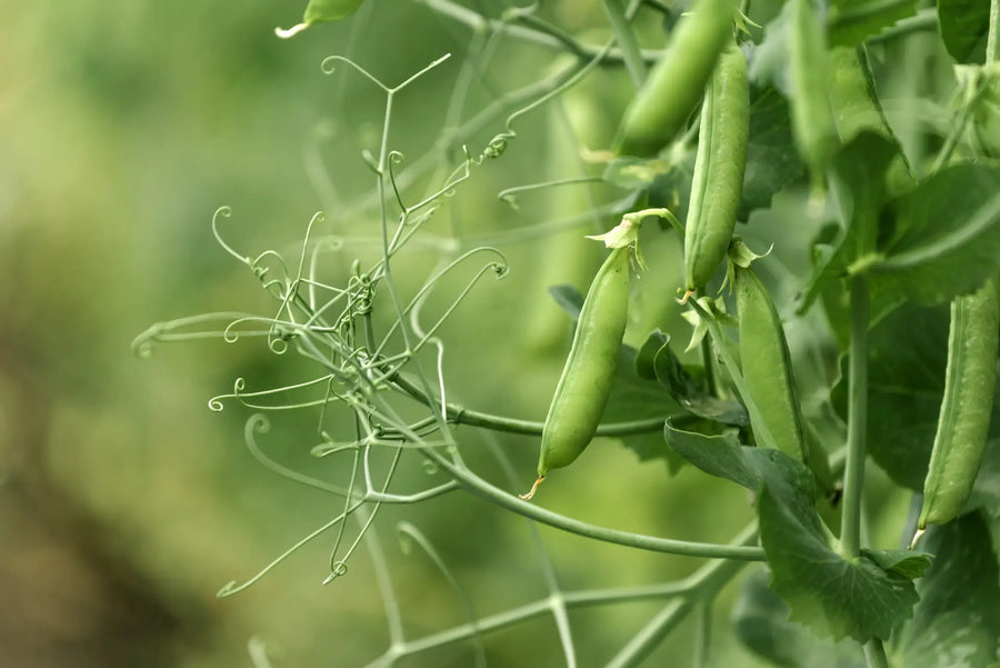 Grüne Erbsenschoten an rankender Pflanze mit feinen Ranken im Garten.