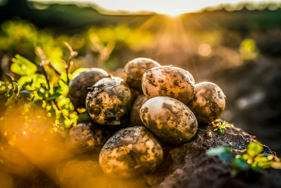 Kartoffel ernten: wie erkenne ich den richtigen Zeitpunkt?