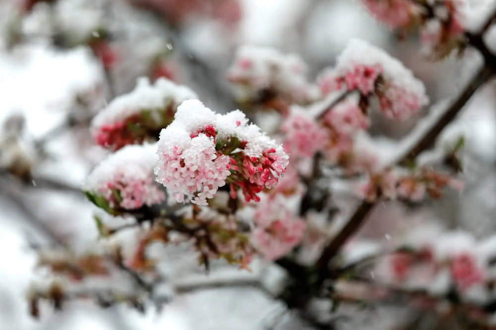Winterblühende Pflanzen – Gartenstars für kalte Tage