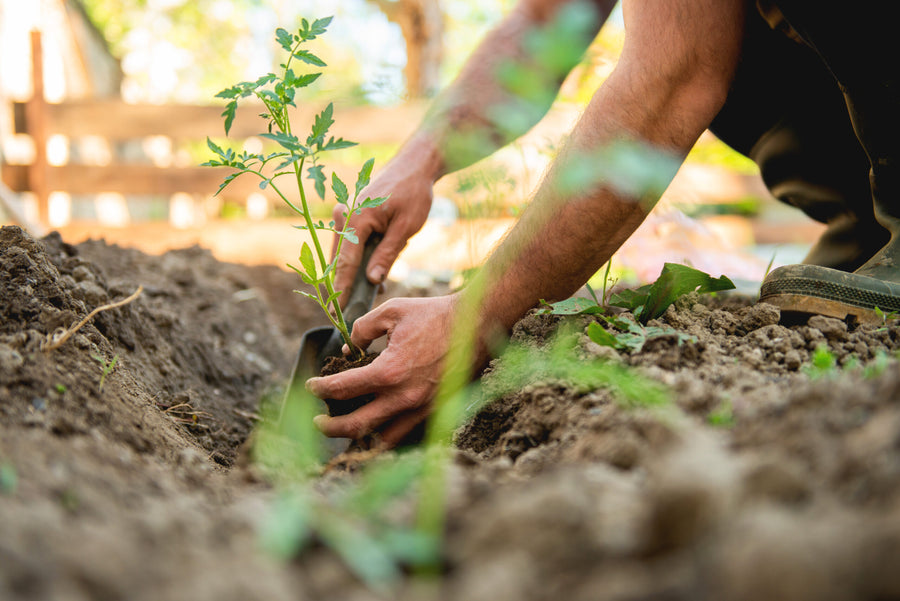 Person pflanzt junge Tomatenpflanze im Gartenbeet ein.