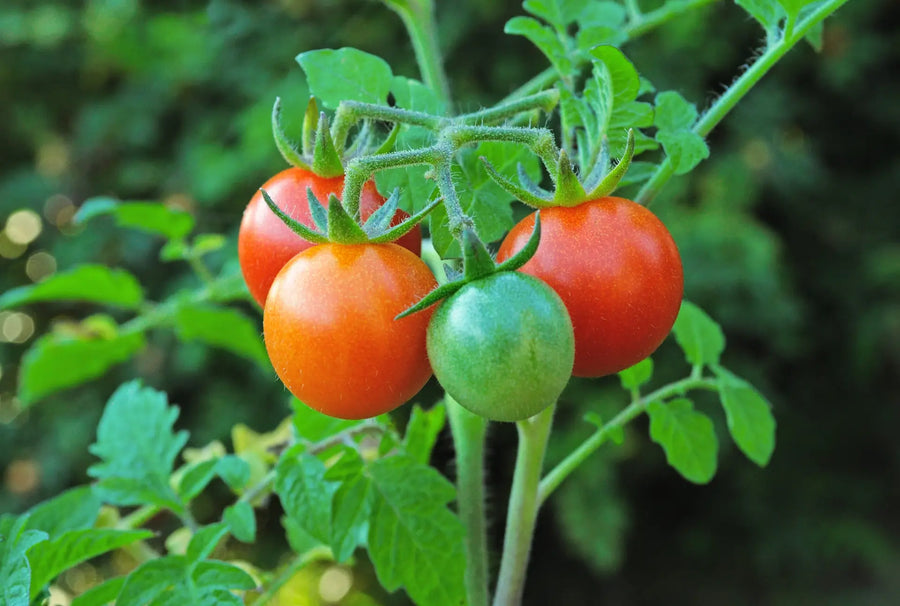 Unterschied Cherrytomaten-Cocktailtomaten