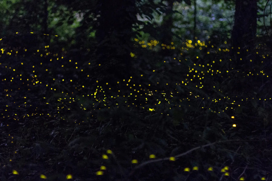 Leuchtende Glühwürmchen in einem dunklen Wald während der sommerlichen Abenddämmerung.
