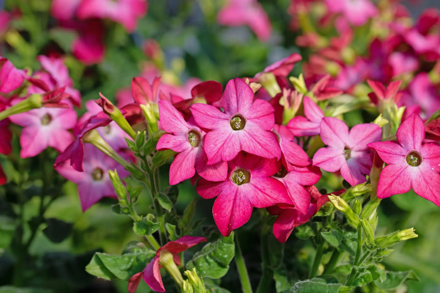 Kräftig pinke Blüten des Ziertabaks vor grünem Blattwerk.