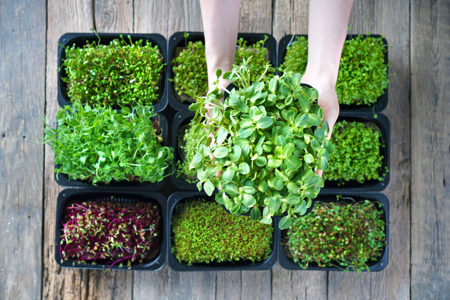 Microgreens für zu Hause: Einfach Anbauen & Genießen
