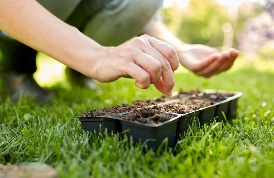 Hand sät Blumensamen in eine Anzuchtplatte mit Erde im Garten.