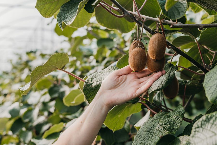 Kiwi im eigenen Garten: Erfolgreich anbauen & ernten