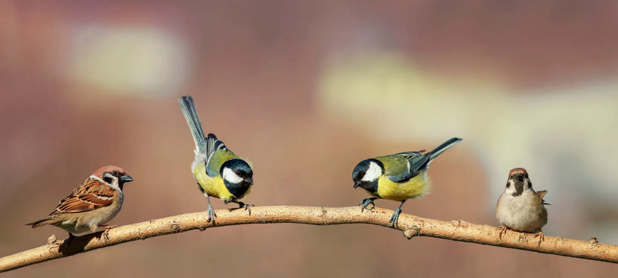 Vier kleine Vögel sitzen nebeneinander auf einem Ast, zwei Meisen und zwei Spatzen.