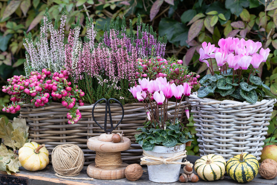 6 Herbstblumen, die jeder Hobbygärtner liebt