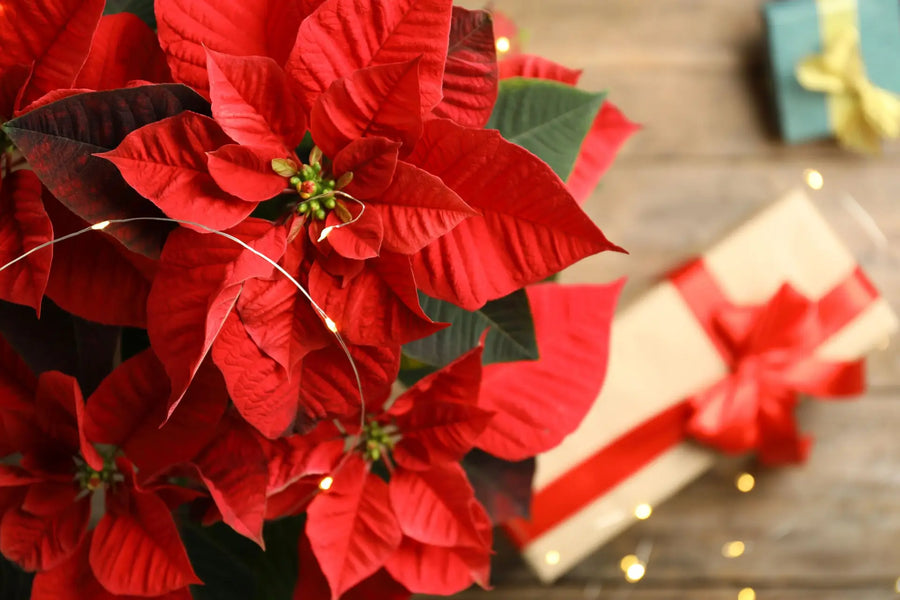 Roter Weihnachtsstern mit Lichterkette auf einem Tisch, Geschenke im Hintergrund.