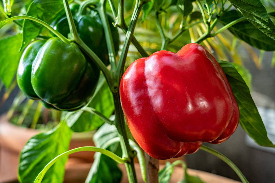 Warum Blockpaprika im Garten anbauen?