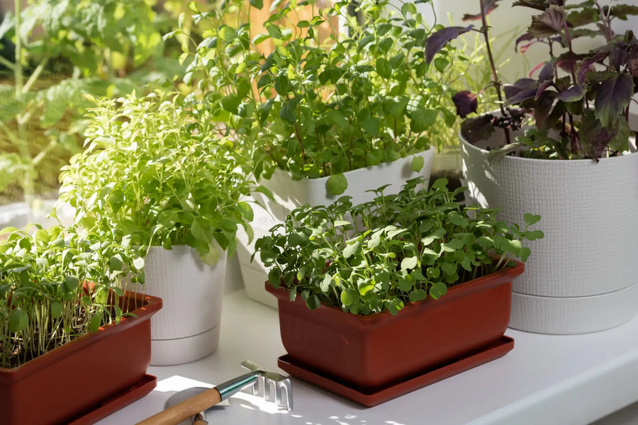 Indoor Anbau von Gemüse und Kräutern auf der Fensterbank geht ganz einfach.
