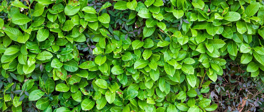 Ligusterhecke