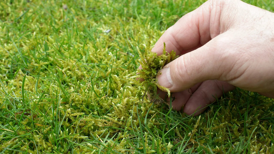 Hand entfernt Moos aus einem Rasen im Garten.