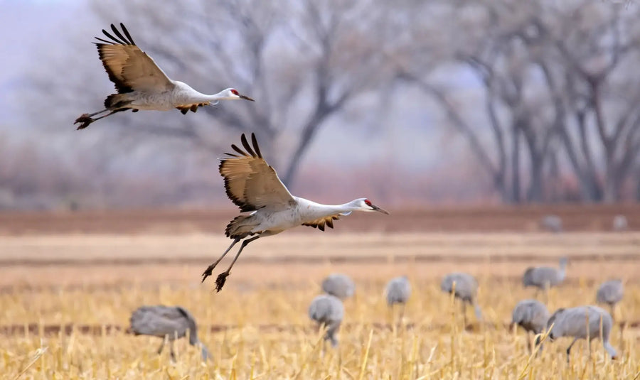 Zugvögel vs. Standvögel: Ein Überblick