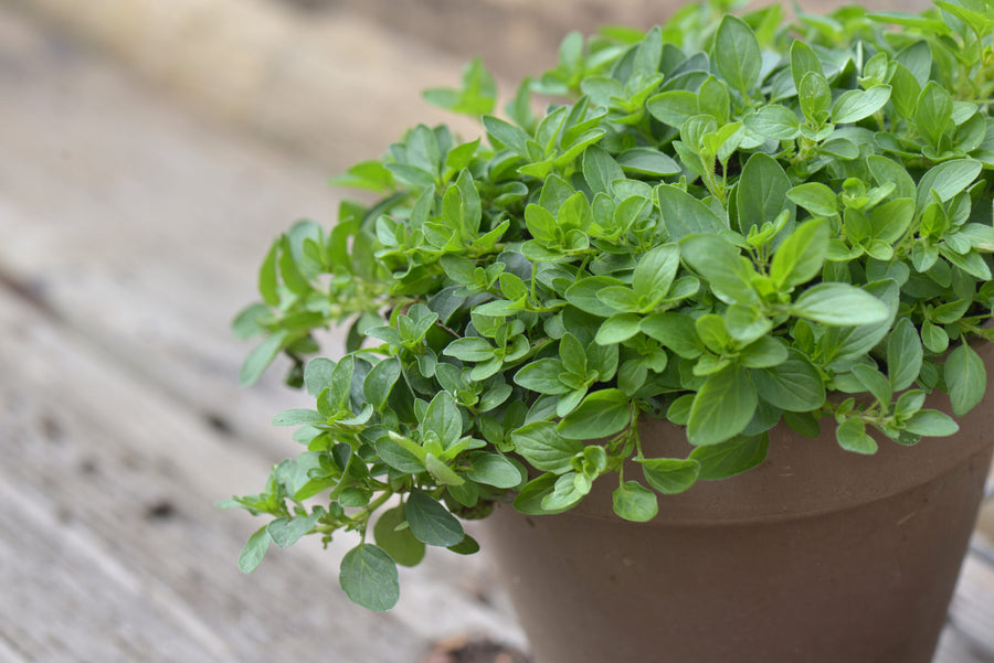 Oregano anpflanzen leicht gemacht – Tipps & Tricks