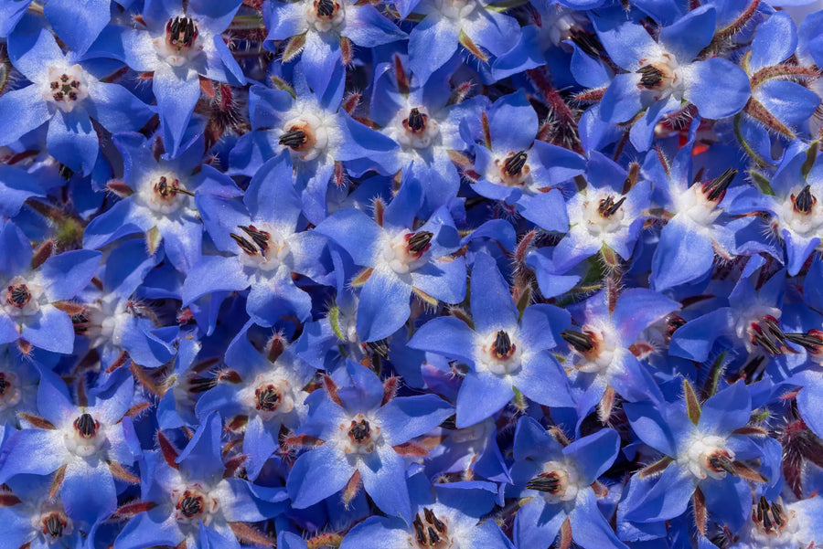 Leuchtend blaue Borretschblüten mit sternförmigen Blüten im Garten.
