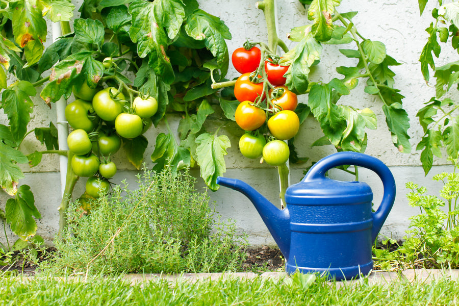 Tomaten anbauen