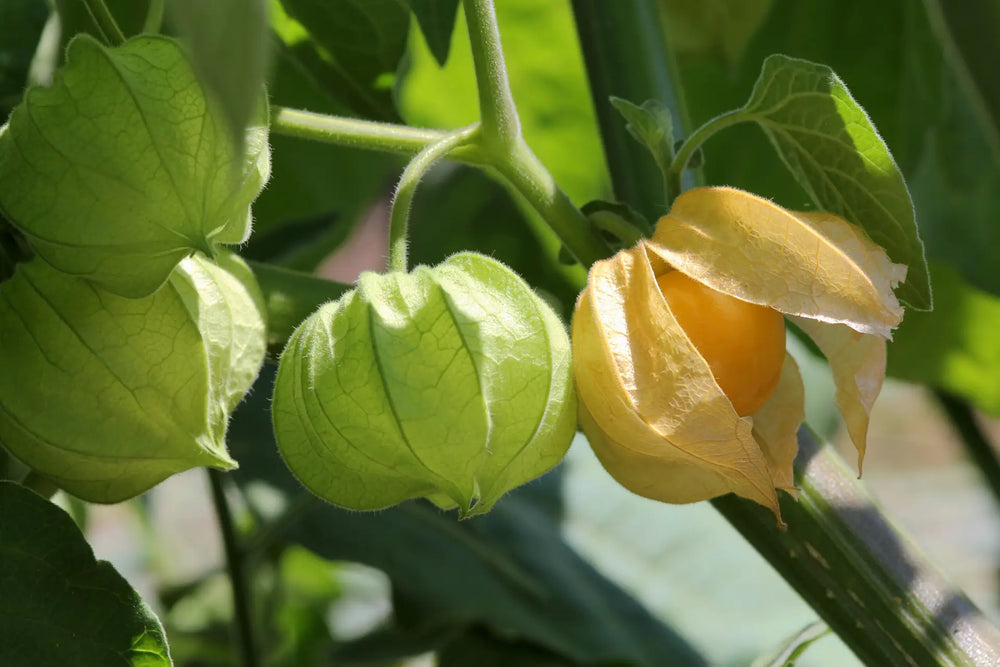 Physalis anbauen im eigenen Garten: Dein kompletter Guide von der Anzucht bis zur Ernte