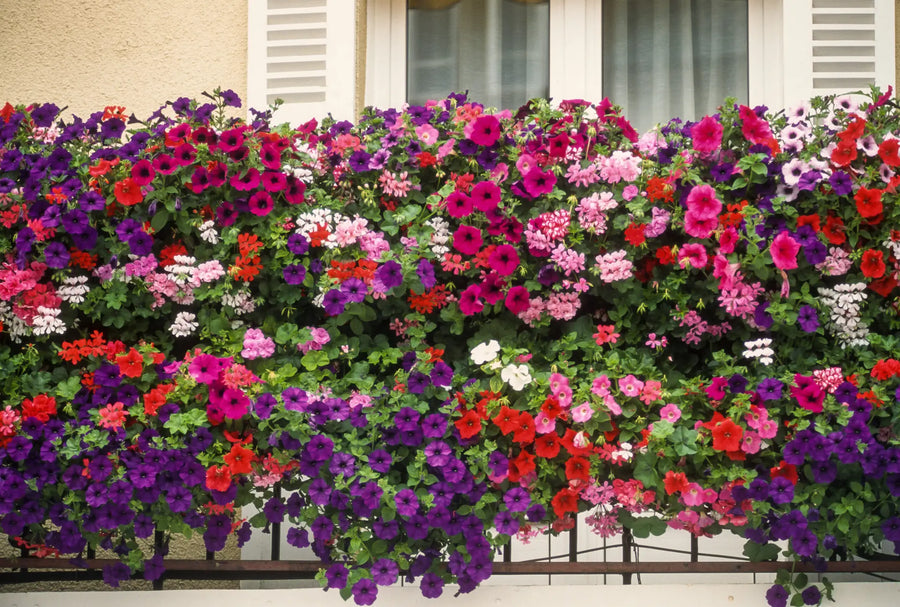 Geranien überwintern leicht gemacht – Tipps & Tricks