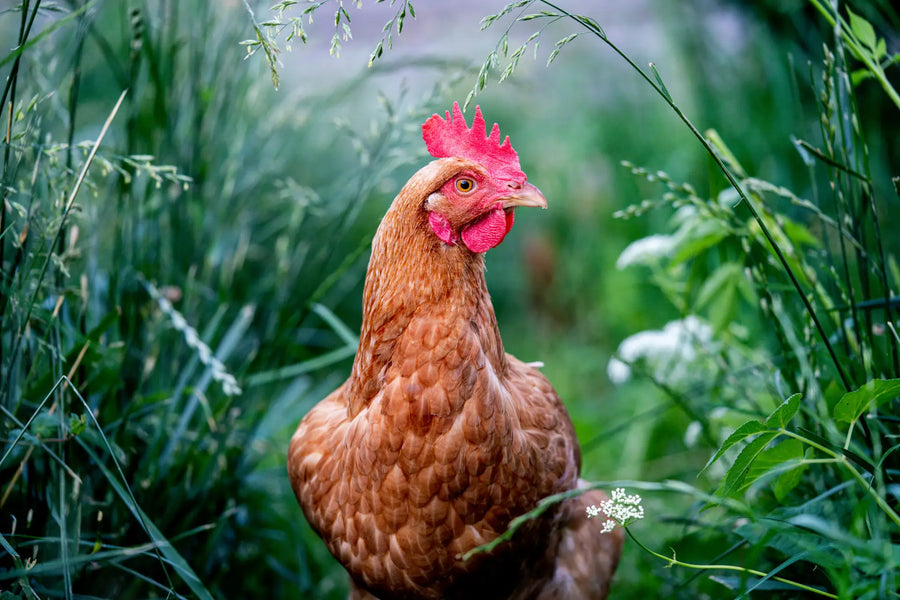 Braunes Huhn steht im hohen Gras im naturnahen Garten.