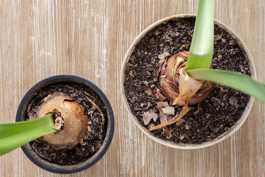 Amaryllis umtopfen: Tipps für gesundes Wachstum