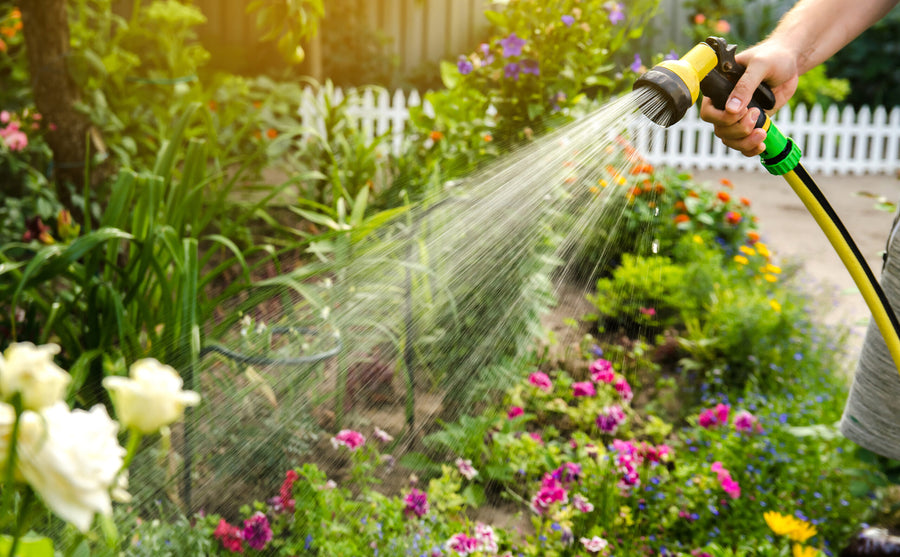 Person gießt im Juli mit einer Brause blühende Gartenbeete und Sommerblumen.