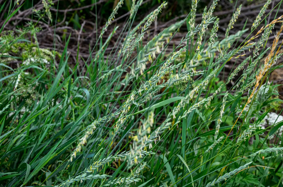 Blühende Quecke (Elymus repens) mit grünen Halmen und Ähren auf einer natürlichen Wiese.