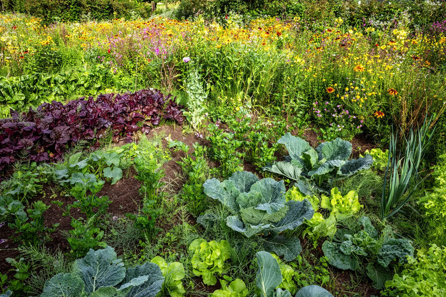 Ökologisches Gärtnern – Vielfalt im Garten
