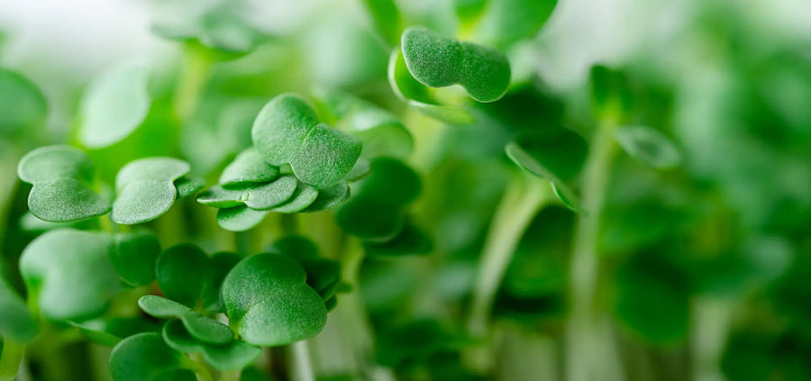 Frische grüne Keimlinge (Microgreens) in Nahaufnahme.