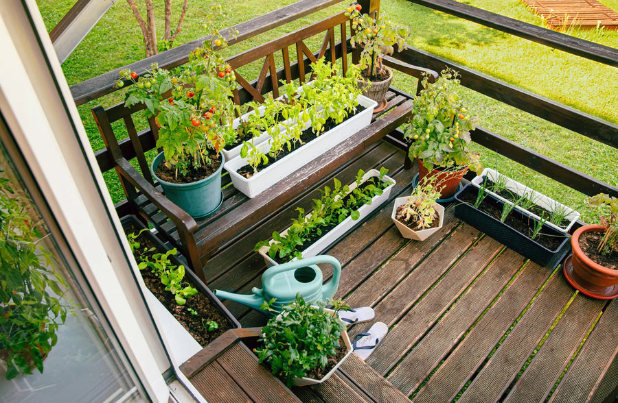 Kleiner Balkon mit Tomatenpflanzen, Kräutern und Salat in Töpfen und Balkonkästen.