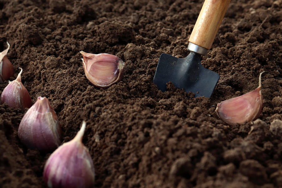 Pflanzknoblauch pflanzen: So geht’s richtig!