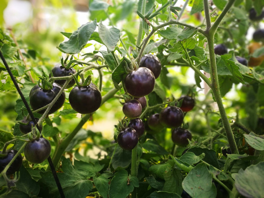 Salat-Tomate Black Jack: Alles Wissenswerte