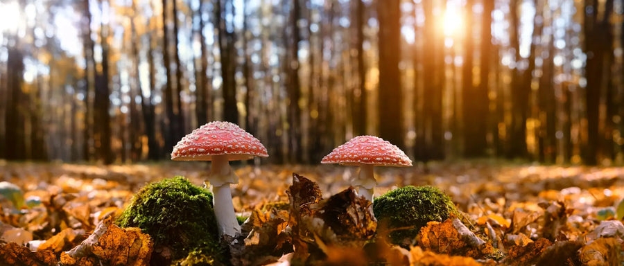 Glücksbringer Fliegenpilz: Geheimnisse und Mythen