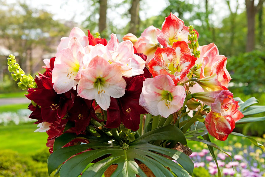 Amaryllis pflanzen und pflegen: So gelingt’s