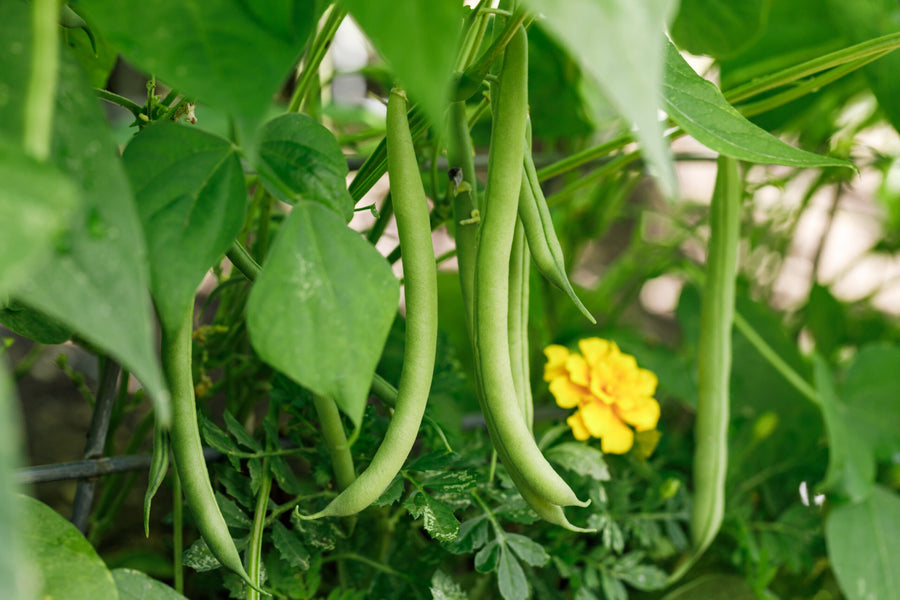 Grüne Buschbohnen hängen reif an der Pflanze im Gemüsebeet neben einer gelben Tagetesblüte.