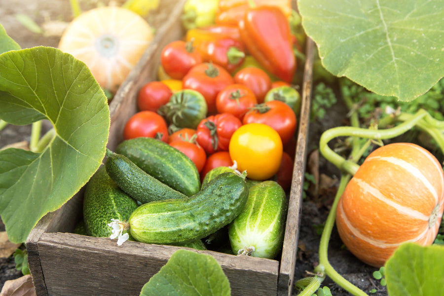Frisch geerntetes Sommergemüse mit Gurken, Tomaten und Kürbissen aus dem Garten.
