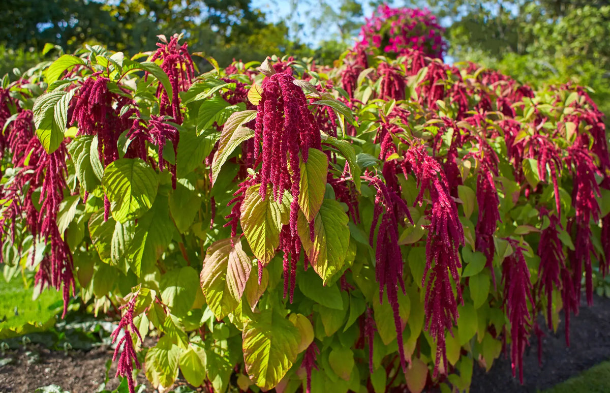 Amaranth/Fuchsschwanz – Tipps für den Garten