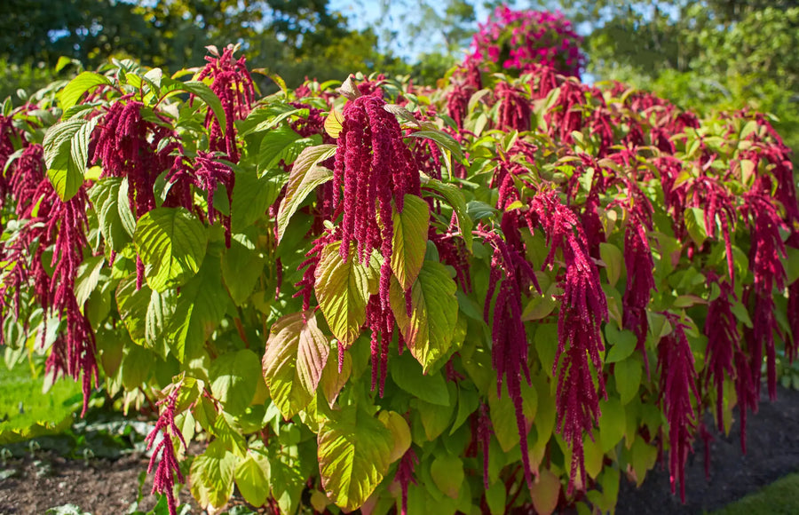 Amaranth/Fuchsschwanz – Tipps für den Garten