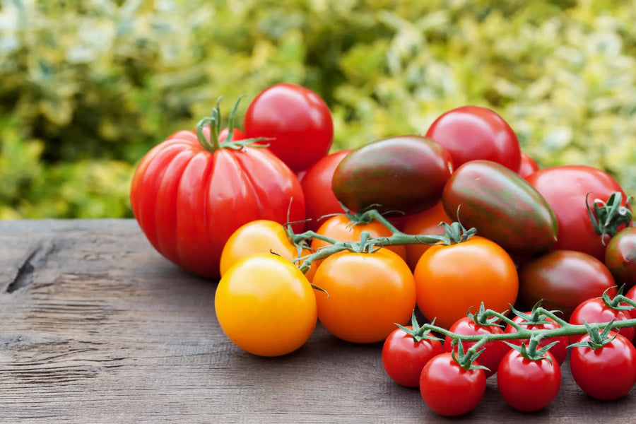 reife Tomaten