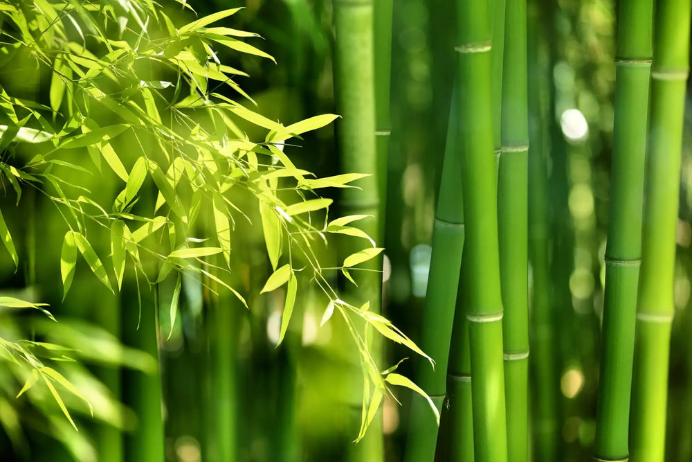 Bambus im Garten anbauen – Tipps, Tricks, Ratschläge