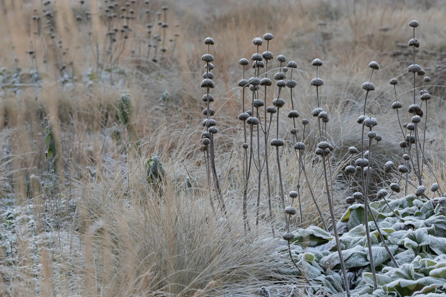 Winterharte Pflanzen: Pflegeleicht durch den Winter