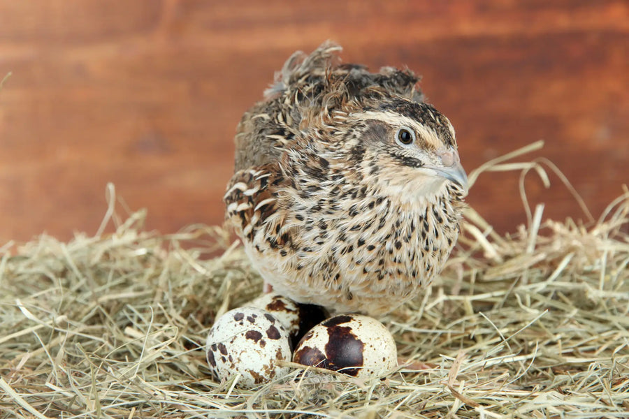 Wachtelhaltung im Garten – kleiner, als Hühner